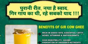 Gir Cow Bolona Ghee