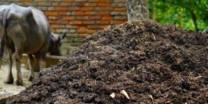 Cow Dung Powder