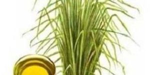 Vetiver Oil