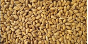 Wheat