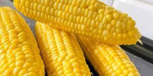 Sweet Corns