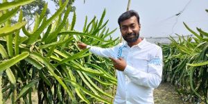 Dragon Fruit Plant