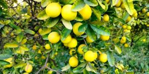 Nimbu Plant