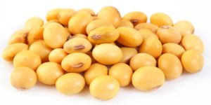 Soyabean