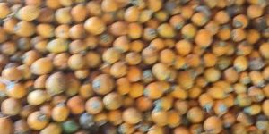 Betel Nut Supari