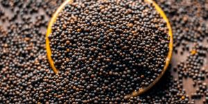 Black Mustard Seeds