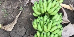 Poovan Banana Plant
