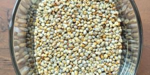 Nirbhay Premium Quality Green Millets(Bajra)