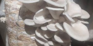 Fresh Oyster Mushroom