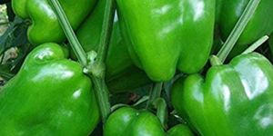 Fresh Green Capsicum