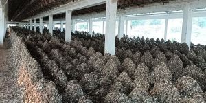 Poultry Manures