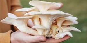 Oyster Mushroom
