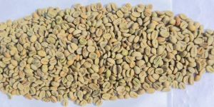 Green Arabica Plantation AA Grade Coffee Beans