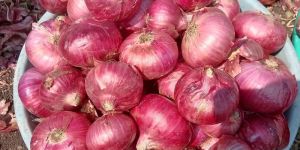 Onions