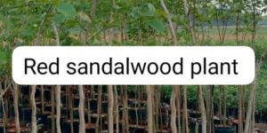 Red Sandalwood Plants