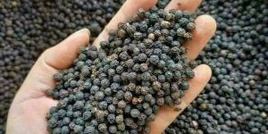 Organic Black Pepper Seed