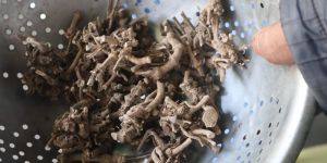 Organic Long Pepper Root