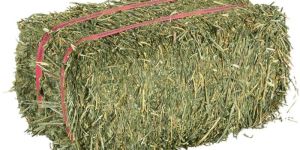 Alfafa Hay