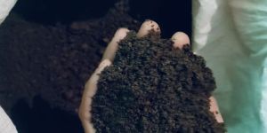 Organic Cow Dung Vermicompost