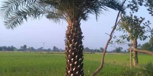 Date Palm Trees