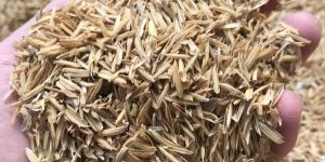 Rice Husk