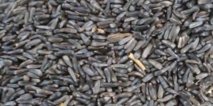 HPRJ Niger Seeds