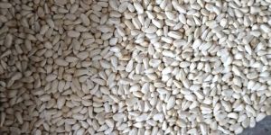 HPRJ Safflower Seeds