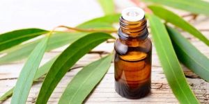 Eucalyptus Essential Oil