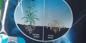 Ammonium Salt of Glyphosate 71% SG Systemic Herbicide