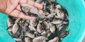 Pearl Spot Fish Seeds