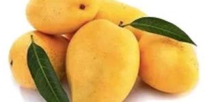 Fresh Mango