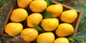 Fresh Alphonso Mango