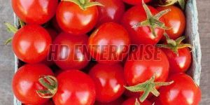 Fresh Red Tomato