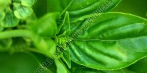 Basil Oil