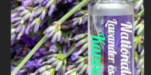 Lavender Oil