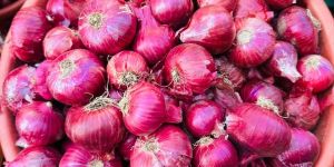 Red Onion