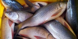 Fresh Fish