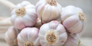 Fresh Garlic