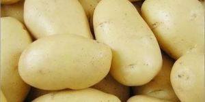 Fresh Jyoti Potato