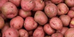 Fresh Lady Rosetta Potato