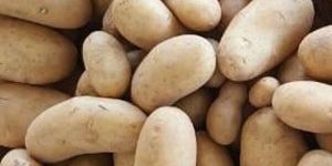 Fresh Santana Potato