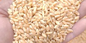 Pusa Tejas Wheat Seeds
