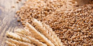 Hybrid Wheat Seeds