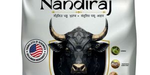 Bull Cattle Feed- Holstein Bull Feeds Nandiraj - Strong Bulls, Better Semen Performance