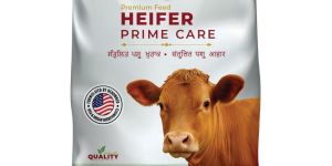 Holstein Heifer Prime Care Best Nutrition Feed