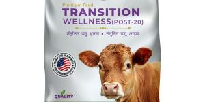 Holstein Transition Wellness (Post-20) Best Transition Cow Cattle Feed
