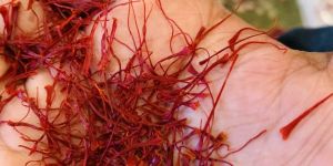 Indian Saffron