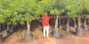 Kesar Mango Plant