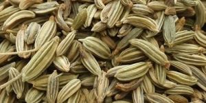 Green Variety Fennel Seed