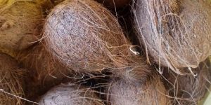 Coconut Semi Husked